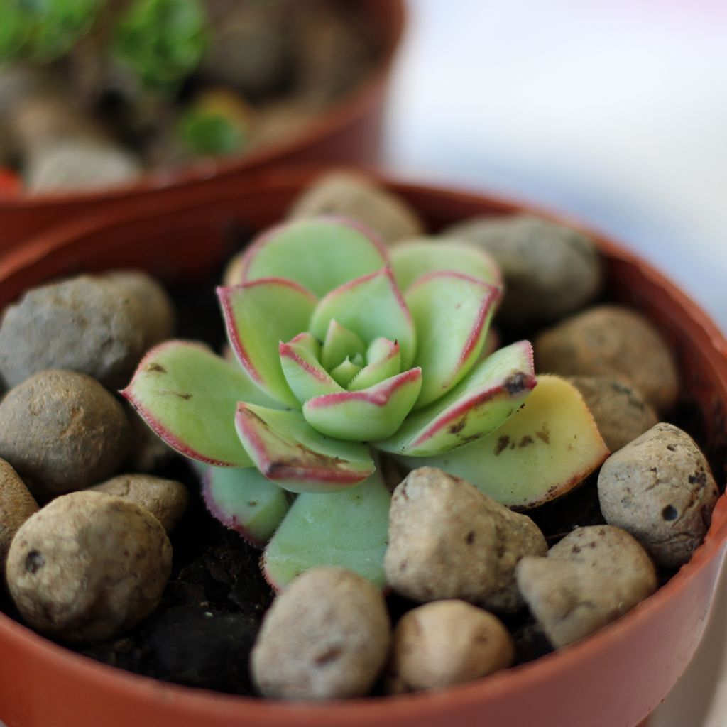 Echeveria runyonii 'Pink Edge'