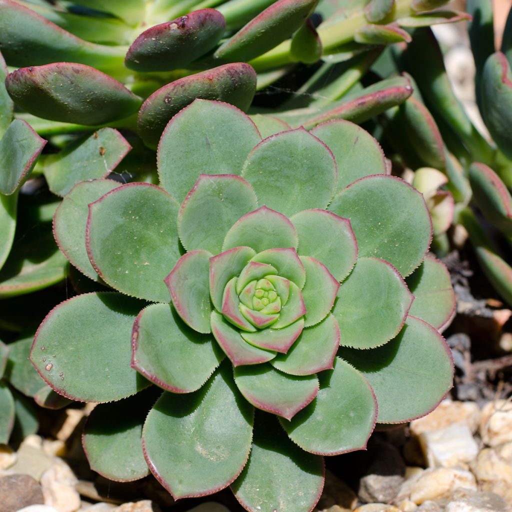 Echeveria runyonii 'Pink Edge'