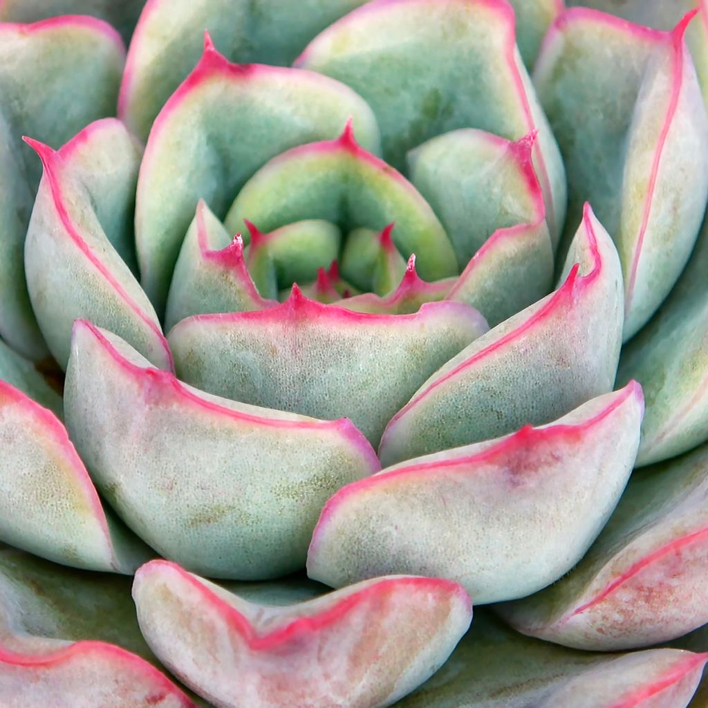 Echeveria  'Shira'