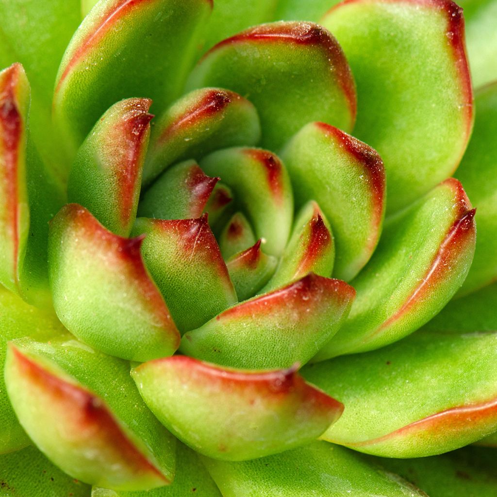 Echeveria agavoides 'Red Tip' - Echéveria à feuilles d'agave, Echévéria petit agave