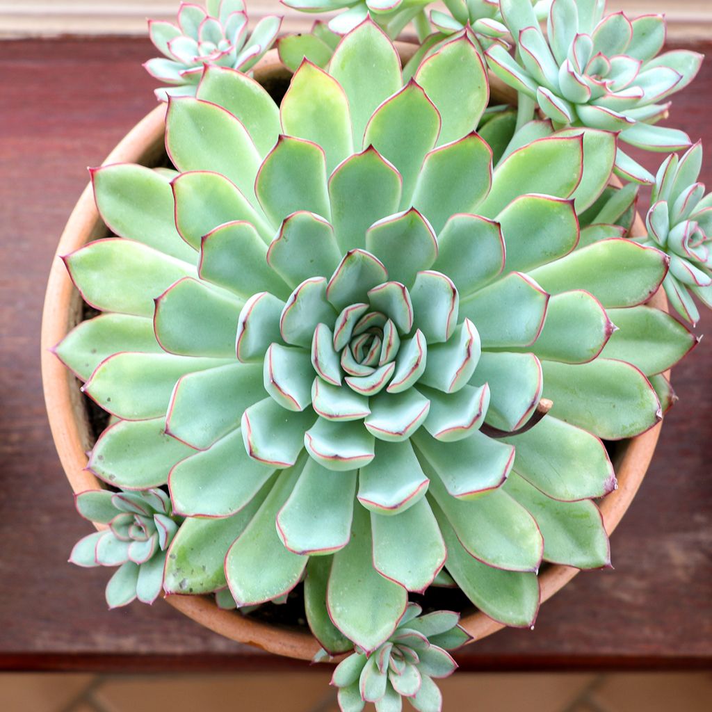 Echeveria pulidonis - Pulido's echeveria