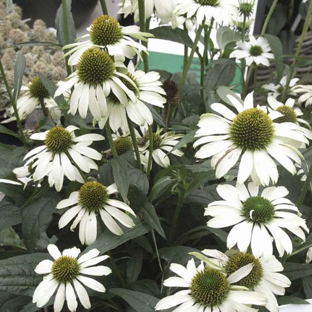 Echinacea purpurea Virgin - Purple Coneflower