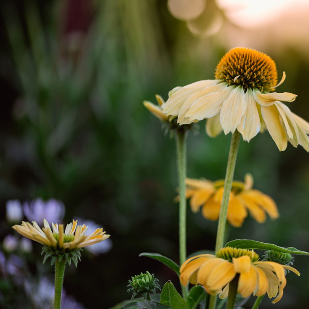 Echinacea purpurea Cheyenne Spirit - Purple Coneflower