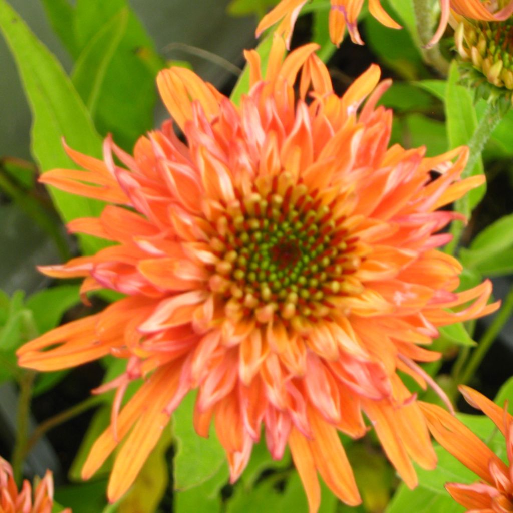 Echinacea purpurea Colourburst Orange - Purple Coneflower