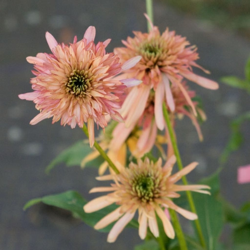 Echinacea purpurea Cranberry Cupcake - Purple Coneflower