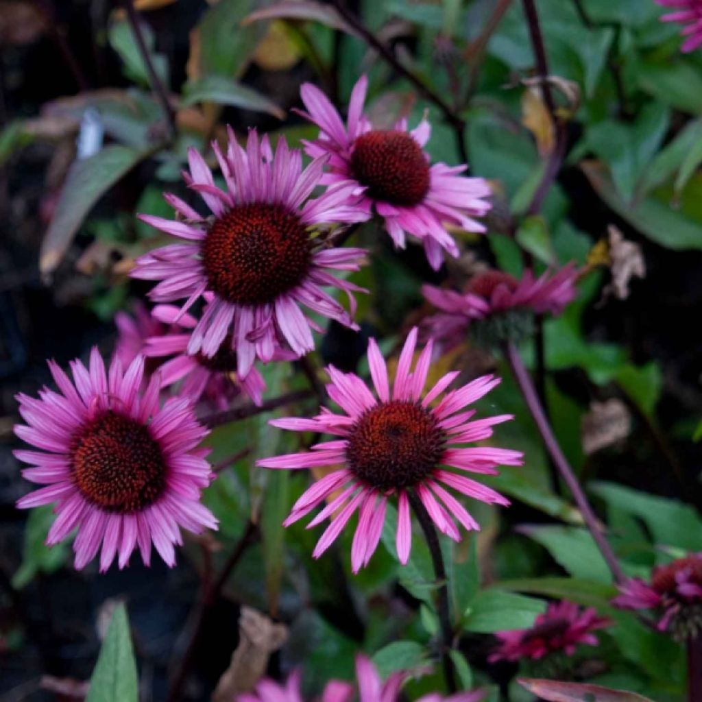 Echinacea purpurea Fatal Attraction - Purple Coneflower