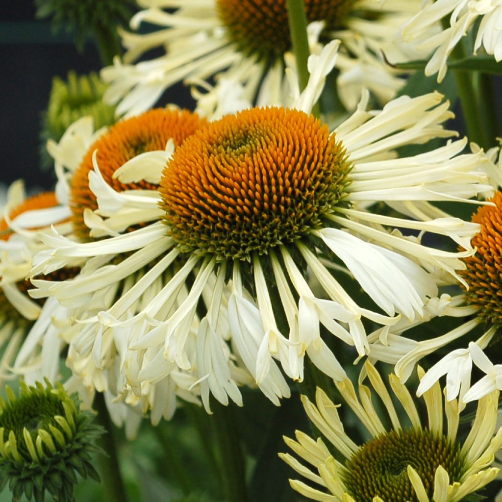 Echinacea purpurea Ferris Wheel - Purple Coneflower