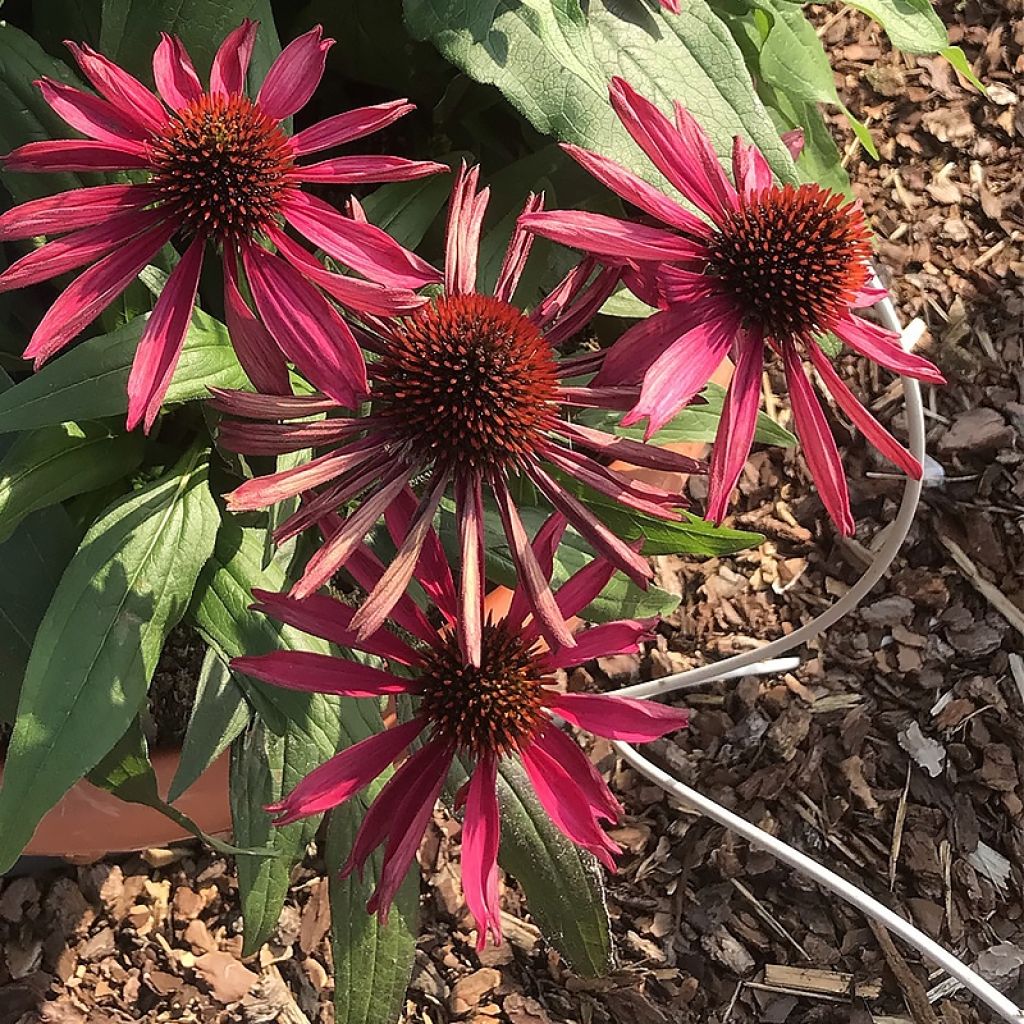 Echinacea purpurea Kismet Raspberry - Purple Coneflower