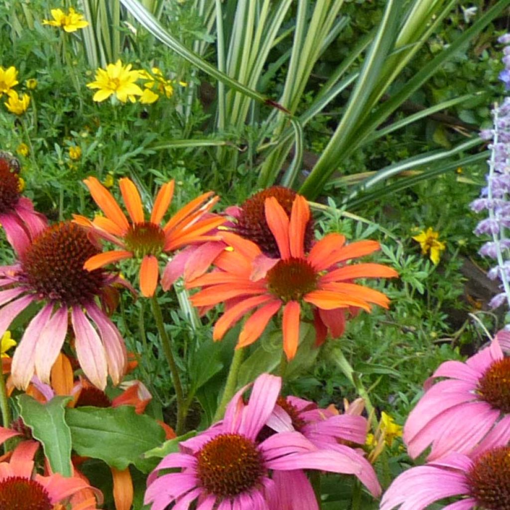 Echinacea Orange Skipper - Purple Coneflower