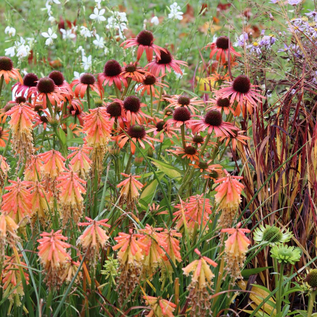 Echinacea Orange Skipper - Purple Coneflower