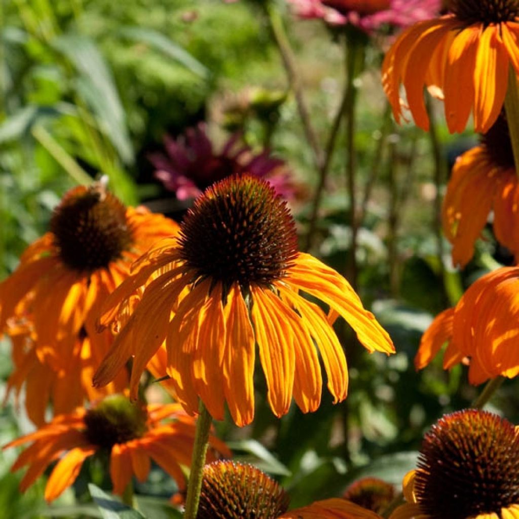 Echinacea Tangerine Dream - Purple Coneflower