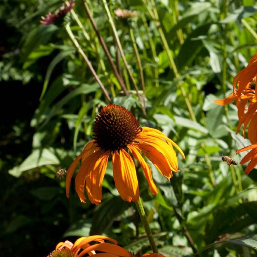 Echinacea Tangerine Dream - Purple Coneflower