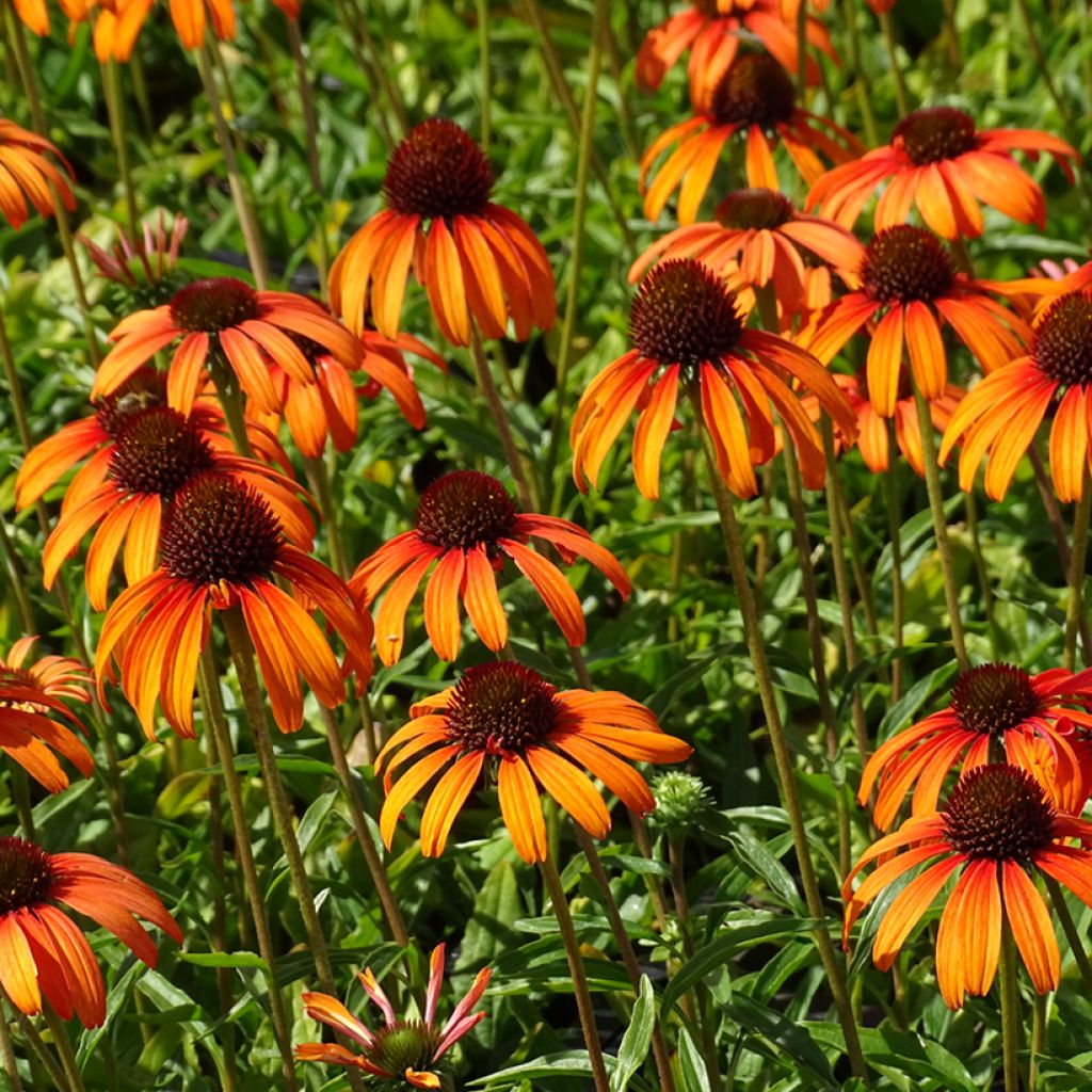 Echinacea Tangerine Dream - Purple Coneflower