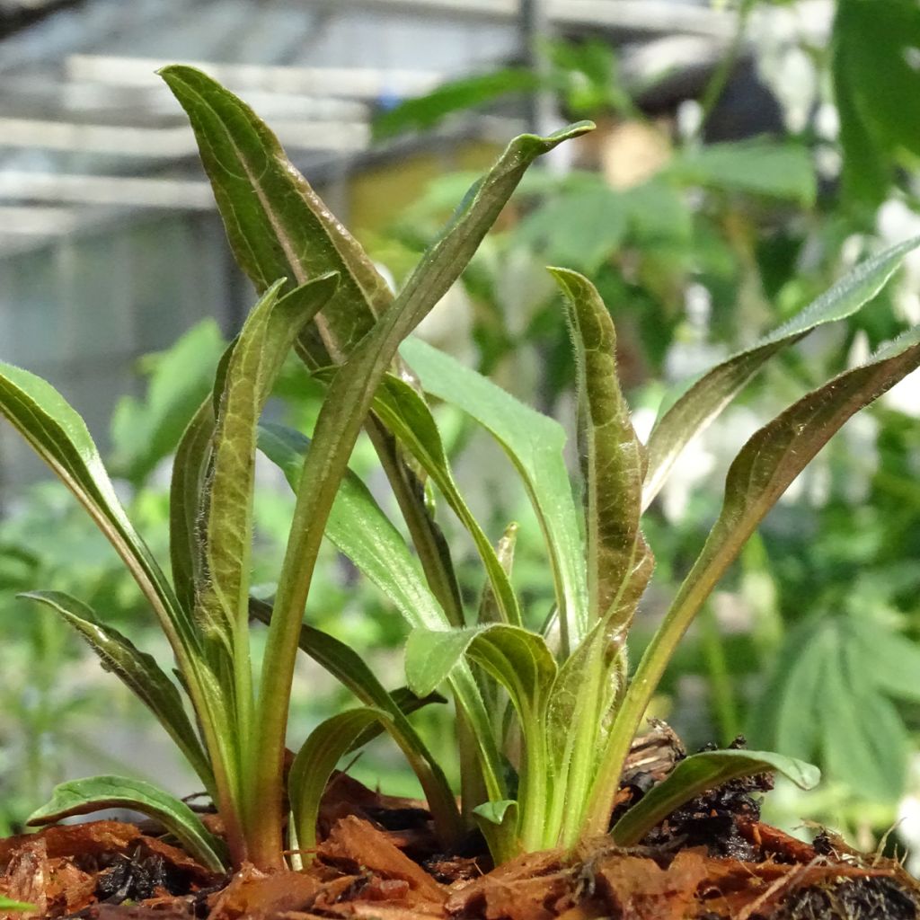 Echinacea Tangerine Dream - Purple Coneflower