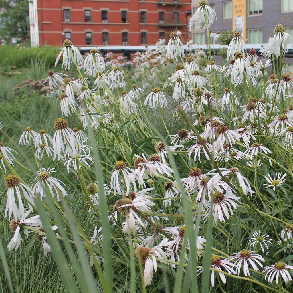 Echinacea pallida Hula Dancer - Pale Purple Coneflower
