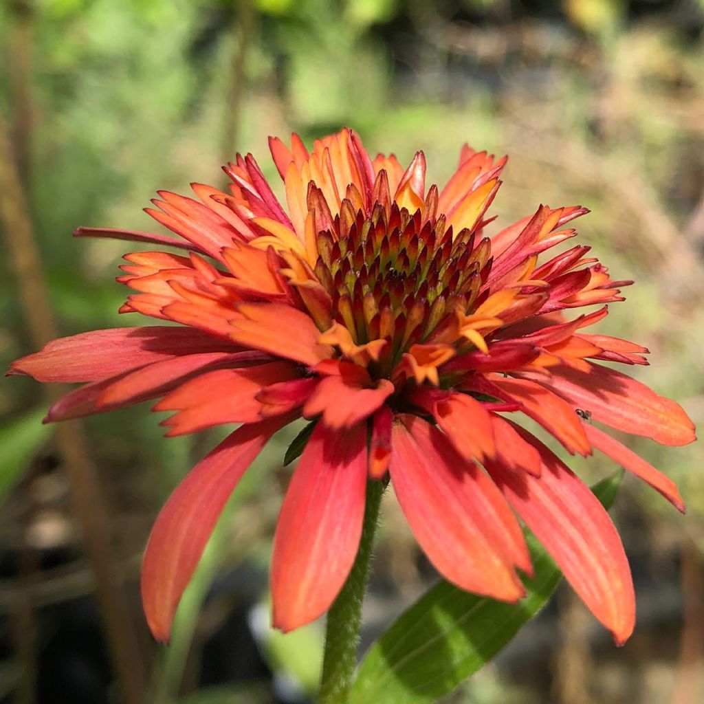 Echinacea purpurea Irresistible - Purple Coneflower