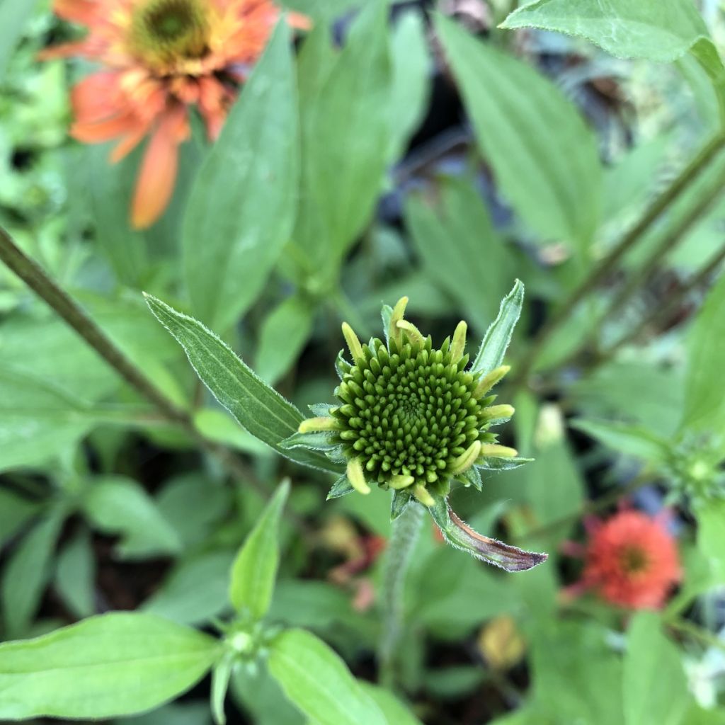 Echinacea purpurea Irresistible - Purple Coneflower