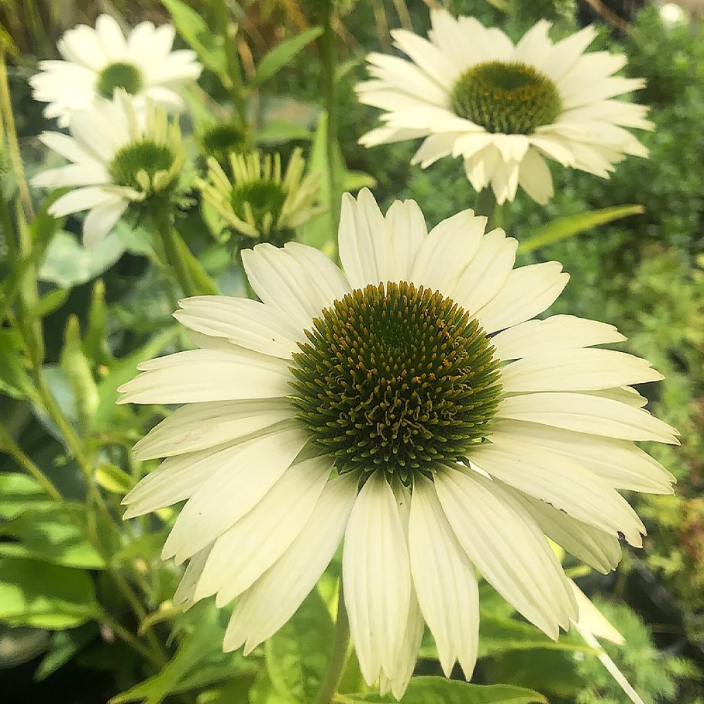 Echinacea purpurea Virgin - Purple Coneflower