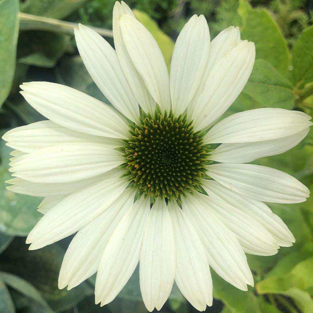 Echinacea purpurea Virgin - Purple Coneflower