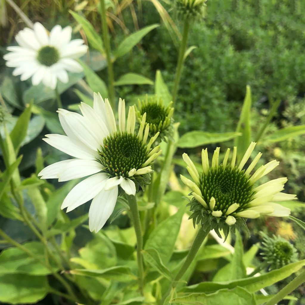 Echinacea purpurea Virgin - Purple Coneflower