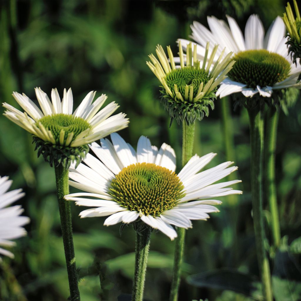 Echinacea purpurea Virgin - Purple Coneflower