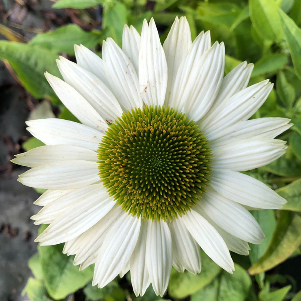 Echinacea purpurea Virgin - Purple Coneflower