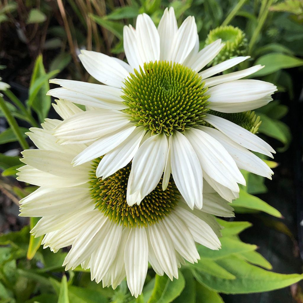 Echinacea purpurea Virgin - Purple Coneflower
