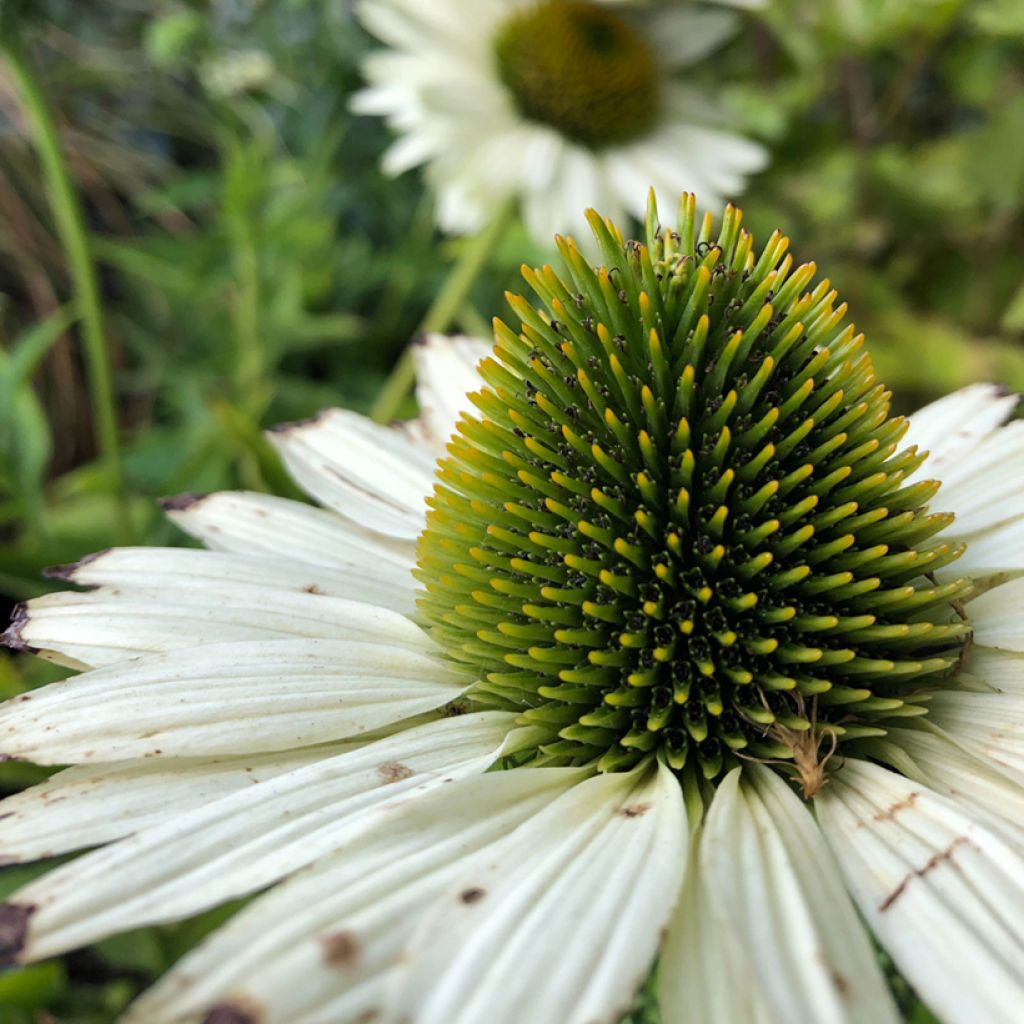 Echinacea purpurea Virgin - Purple Coneflower