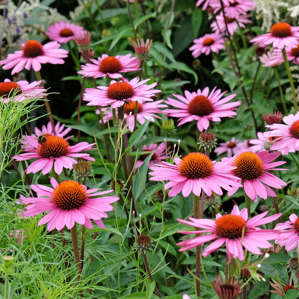 Echinacea purpurea organic seeds - Purple coneflower