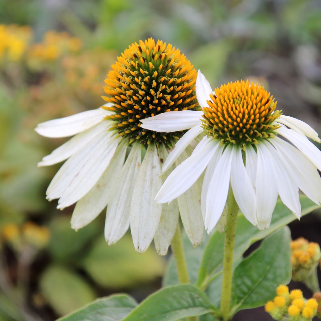 Echinacea purpurea White Swan organic seeds - Purple coneflower