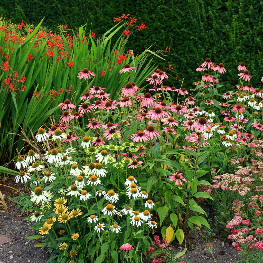 Echinacea purpurea White Swan organic seeds - Purple coneflower