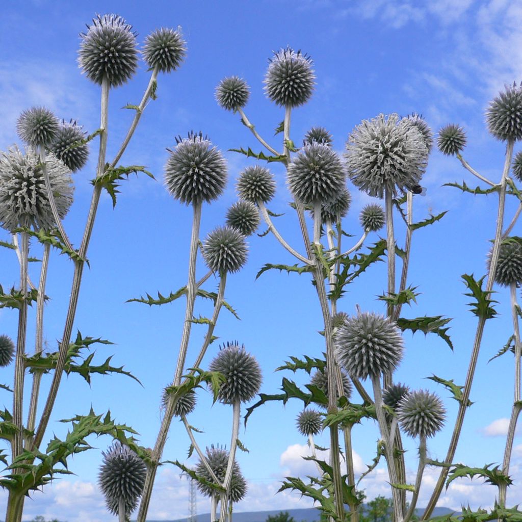 Echinops bannaticus Blue Globe