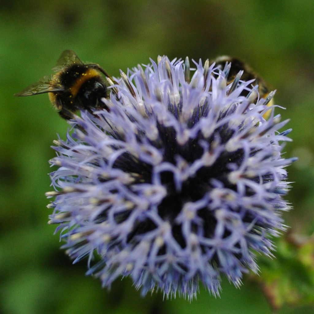 Echinops bannaticus Blue Globe