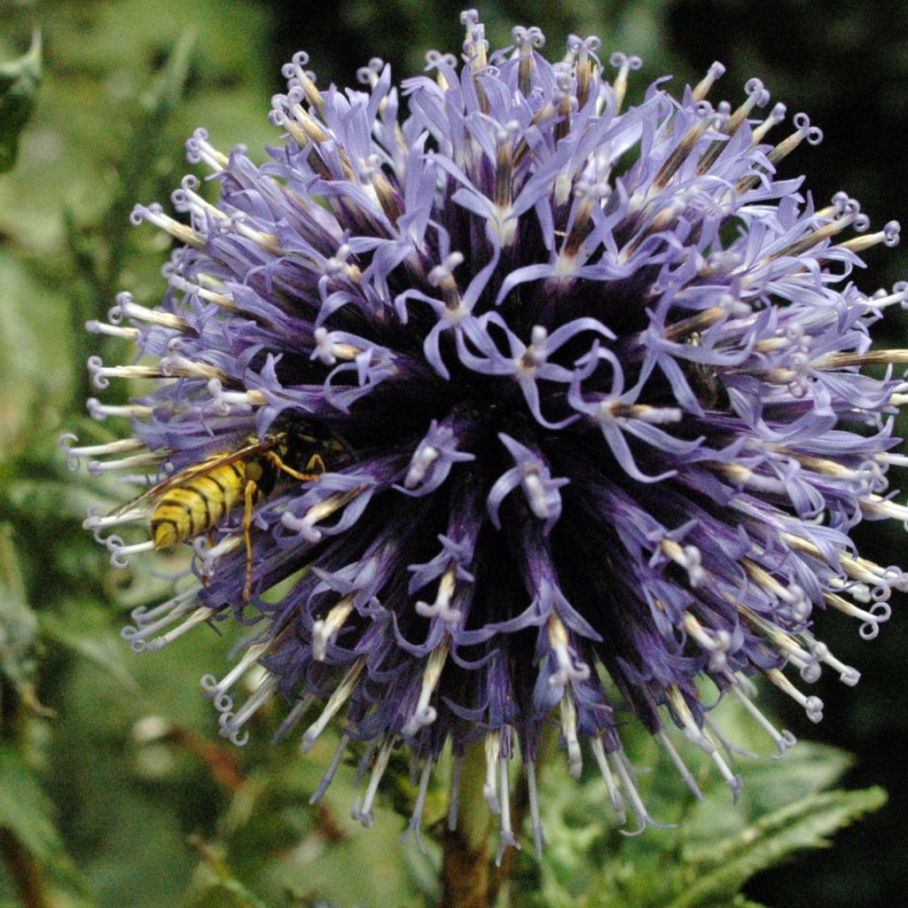 Echinops bannaticus Blue Globe