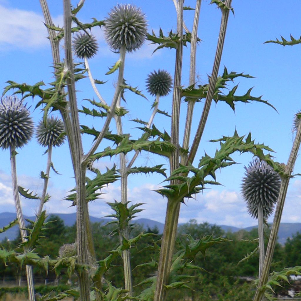 Echinops bannaticus Blue Globe