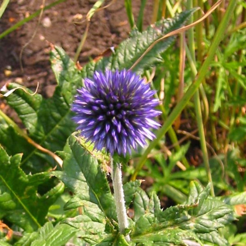 Echinops ritro