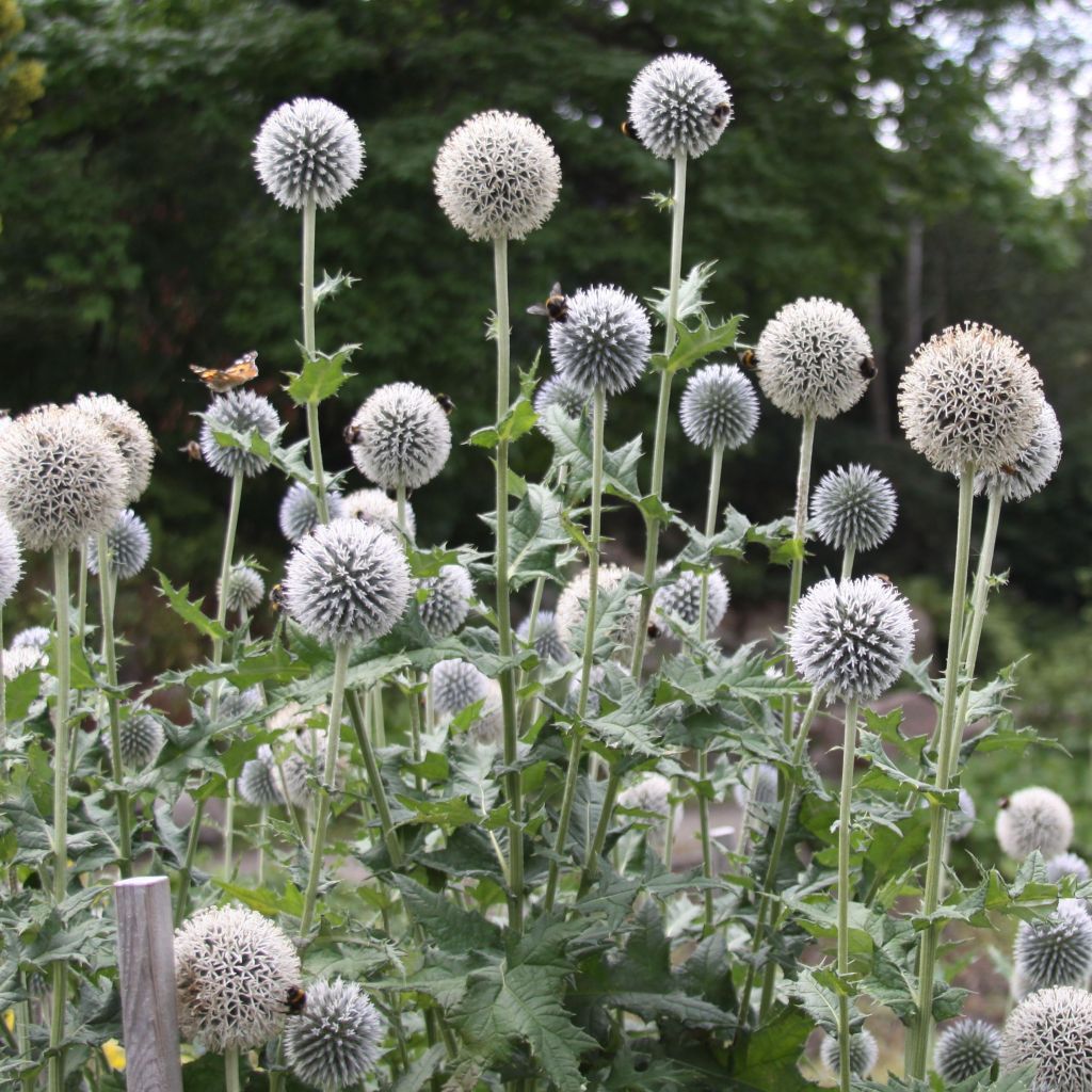 Echinops sphaerocephalus