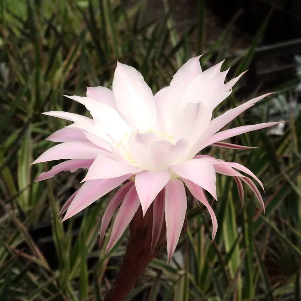Echinopsis multiplex - Easter lily cactus