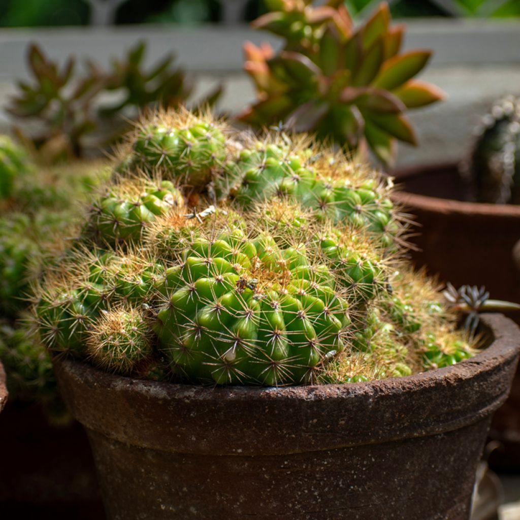 Echinopsis multiplex - Easter lily cactus