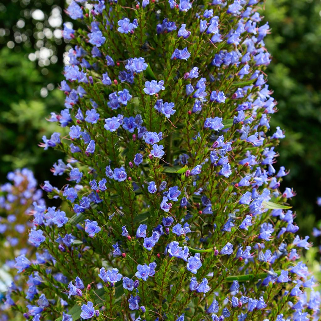 Echium pininana Seeds - Tower of Jewels