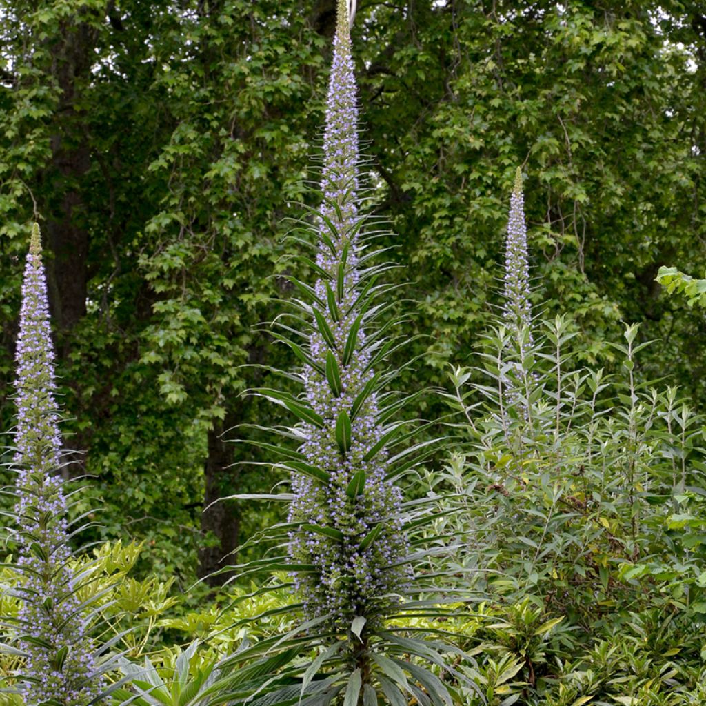 Echium pininana Seeds - Tower of Jewels