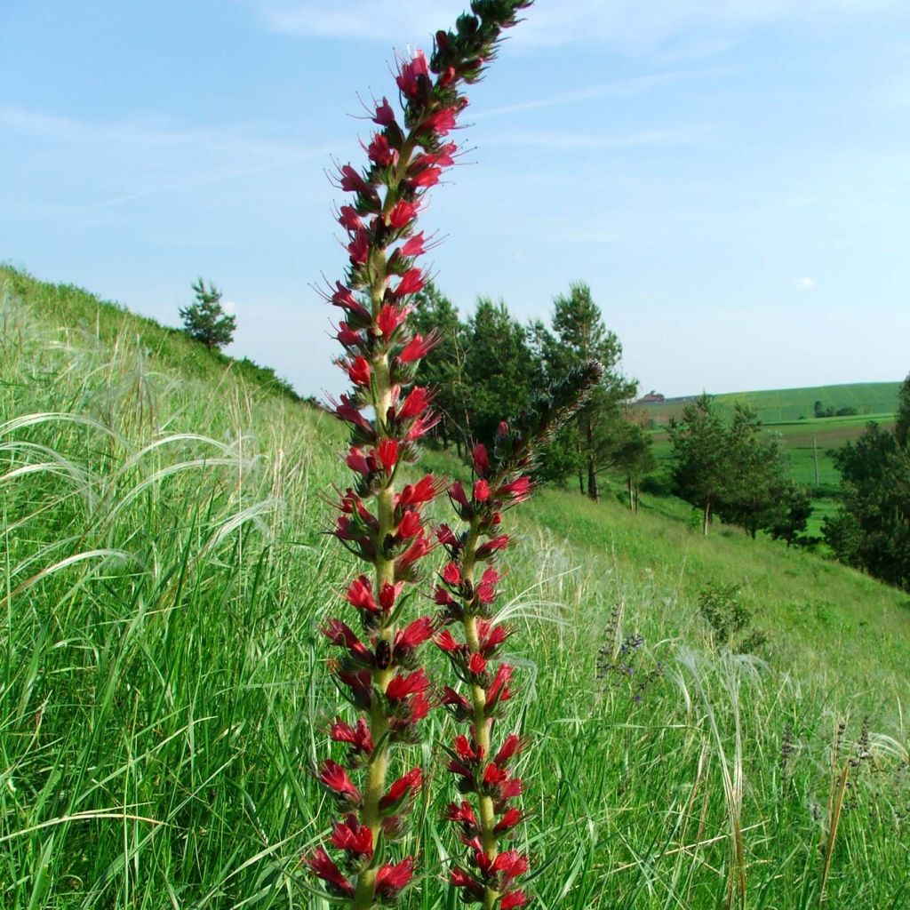 Echium russicum