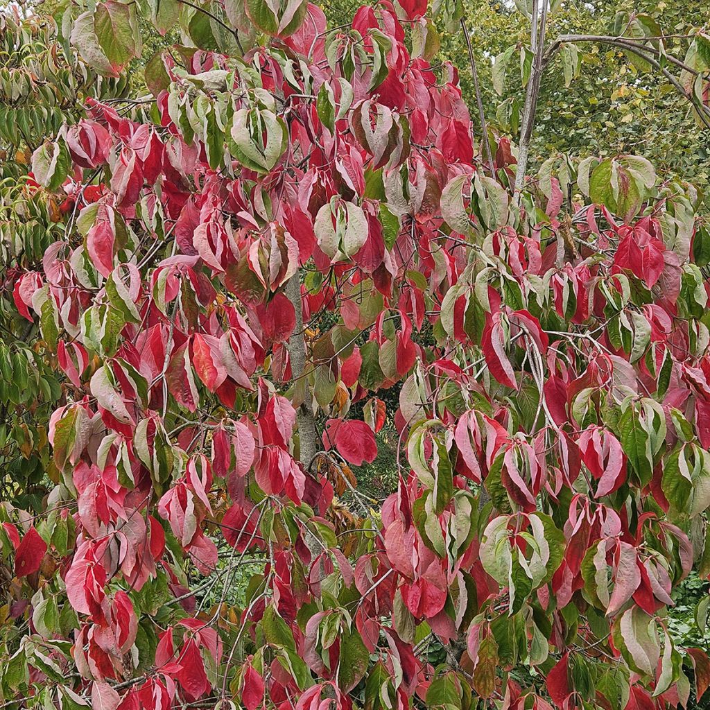 Cornus nuttalii Eddies White Wonder - Flowering Dogwood