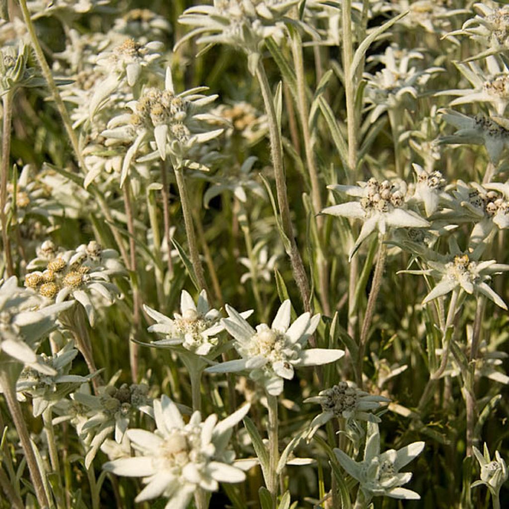 Leontopodium alpinum - Edelweiss