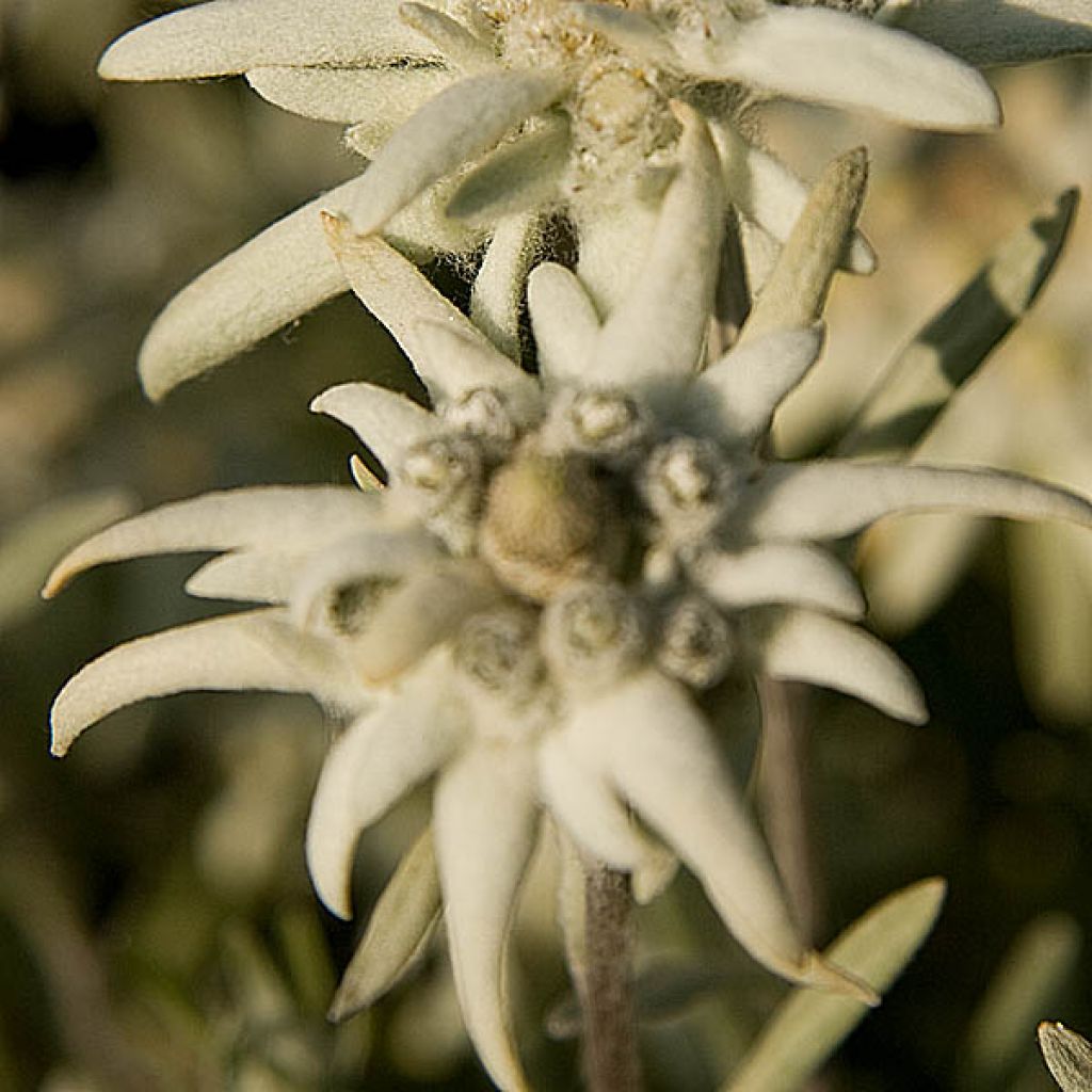 Leontopodium alpinum - Edelweiss