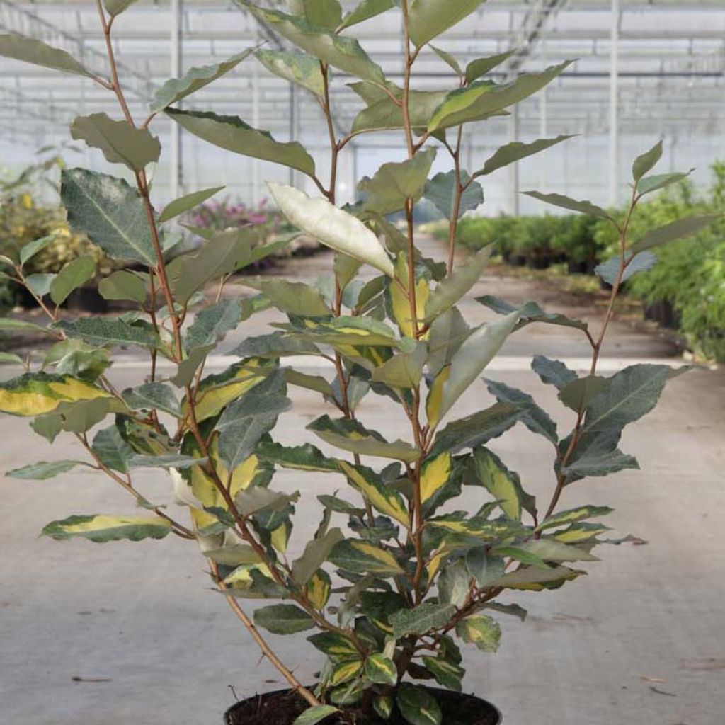 Elaeagnus ebbingei Eleador - Oleaster