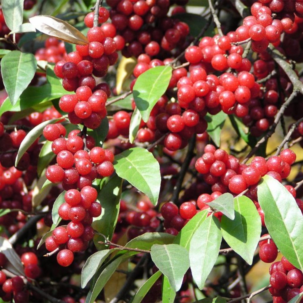 Elaeagnus umbellata Pointilla Amoroso