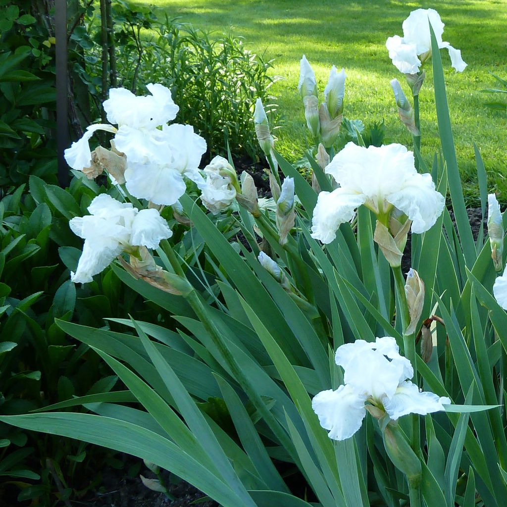 Iris germanica Immortality - Bearded Iris