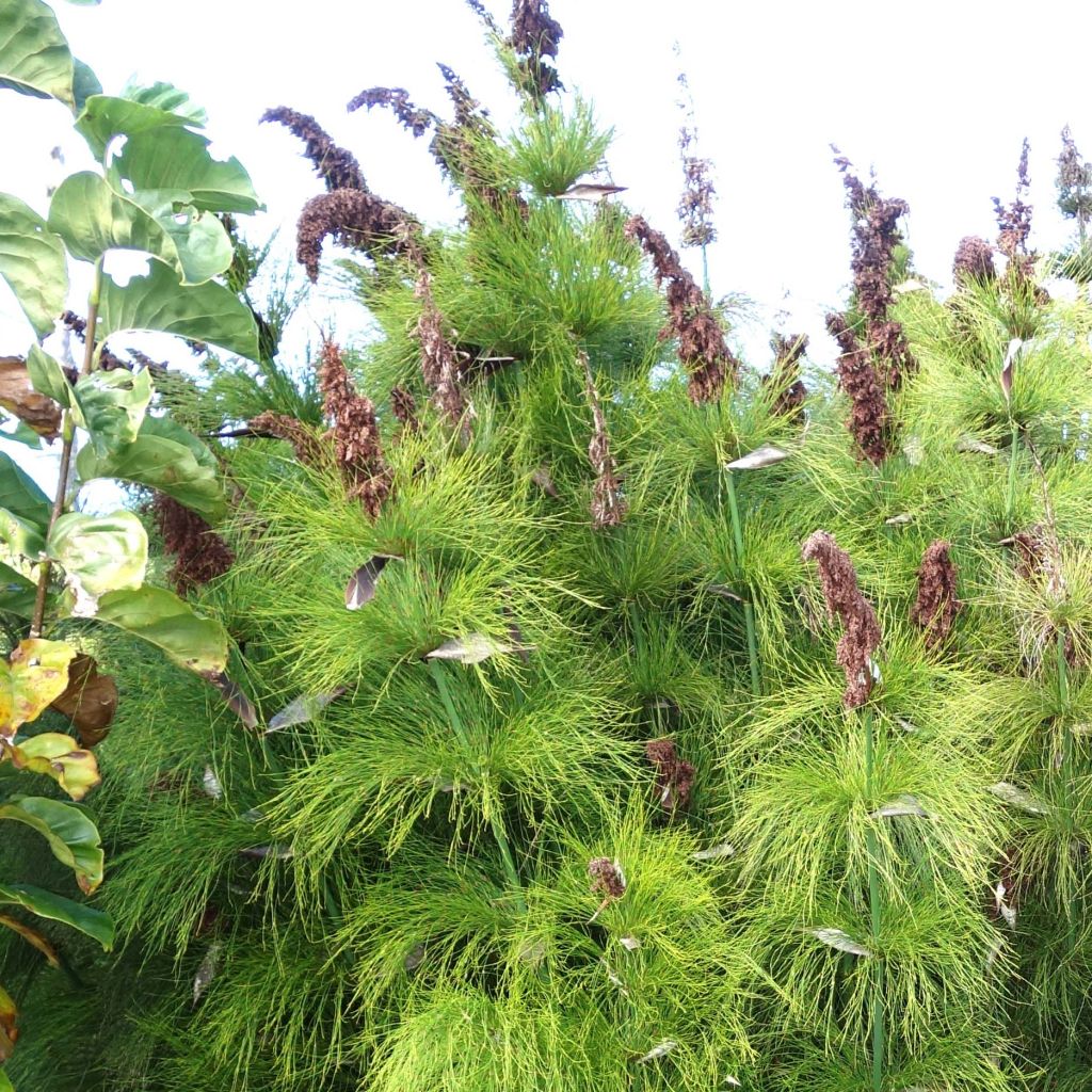 Elegia capensis