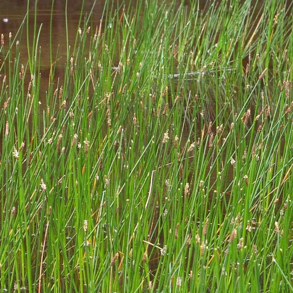 Eleocharis palustris